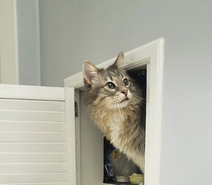 Auburn Animal Center Picture 8