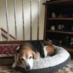 Animal Emergency Clinic of Mid-Maine