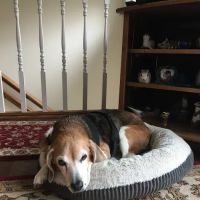 Animal Emergency Clinic of Mid-Maine ico