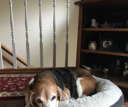 Animal Emergency Clinic of Mid-Maine