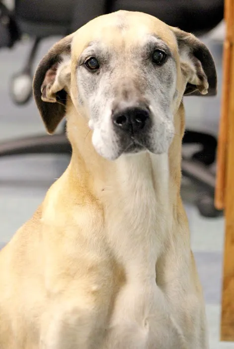 Animal Emergency Clinic of Mid-Maine Picture 6