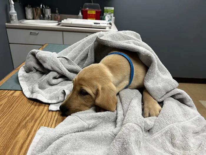 Animal Emergency Clinic of Mid-Maine Picture 3