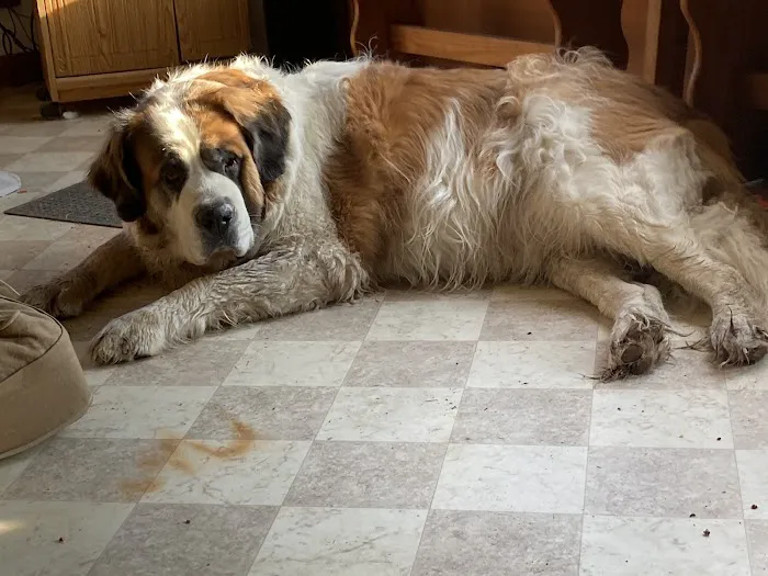 Animal Emergency Clinic of Mid-Maine Picture 5