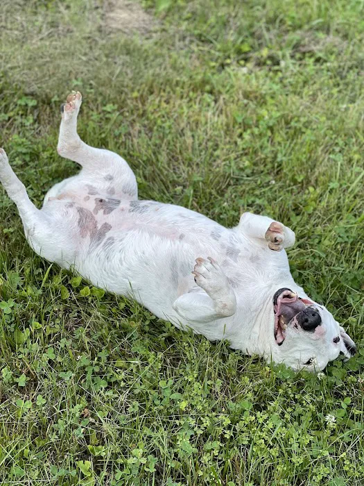 Animal Emergency Clinic of Mid-Maine Picture 9