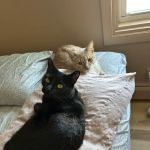 VCA Lewiston Animal Hospital