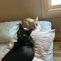 VCA Lewiston Animal Hospital ico