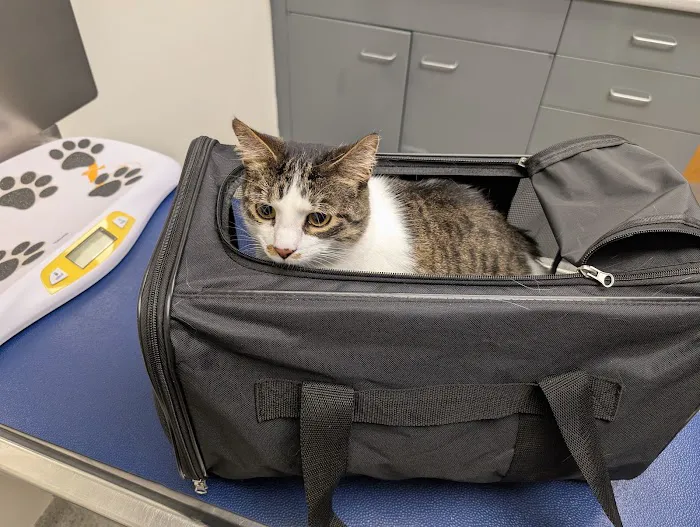 VCA Lewiston Animal Hospital Picture 4