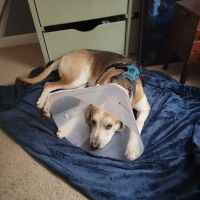 Lisbon Road Animal Hospital ico