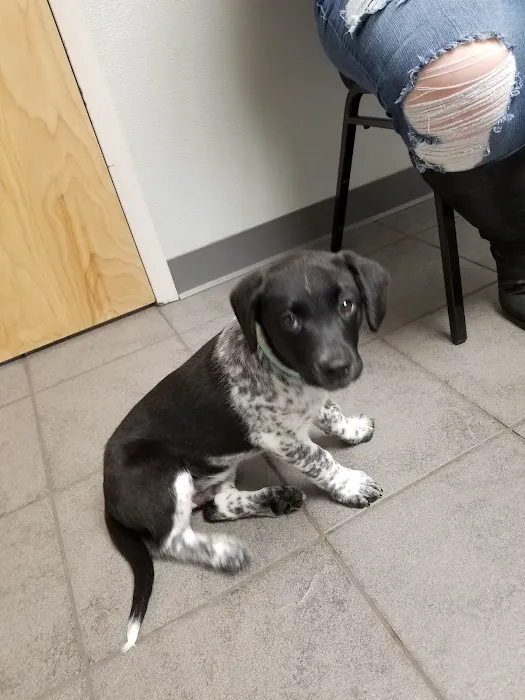 Lisbon Road Animal Hospital Picture 9