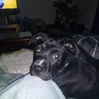 Rumford Animal Hospital ico