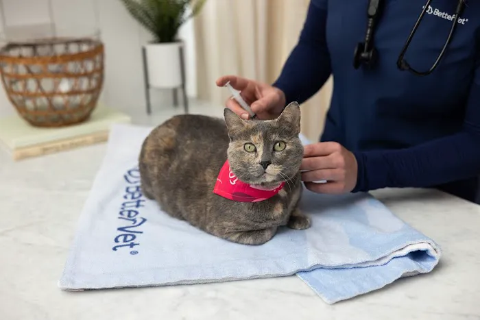The Vets - Mobile Vet Care in Boston (Formerly BetterVet) Picture 2