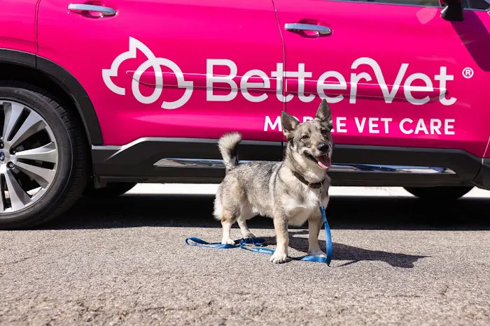 The Vets - Mobile Vet Care in Boston (Formerly BetterVet) Picture 8