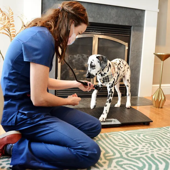 The Vets - Mobile Vet Care in Boston (Formerly BetterVet) Picture 9