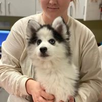 Back Bay Veterinary Clinic ico