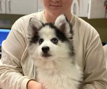 Back Bay Veterinary Clinic