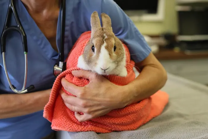 Back Bay Veterinary Clinic Picture 9