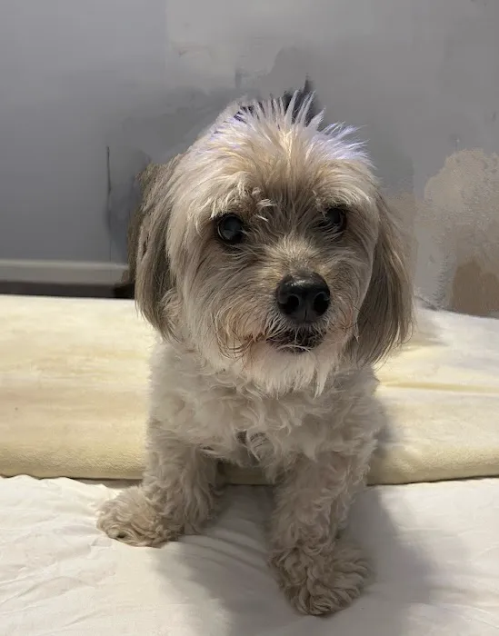 Vetcall Picture 1