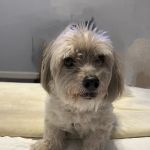 Vetcall