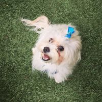 Hello Ralphie Online Veterinarian ico