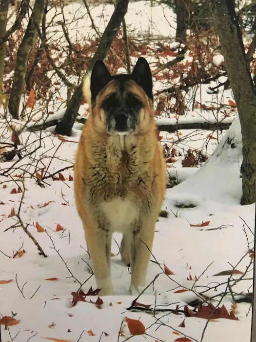 Hello Ralphie Online Veterinarian Picture 9