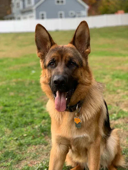 Hello Ralphie Online Veterinarian Picture 10