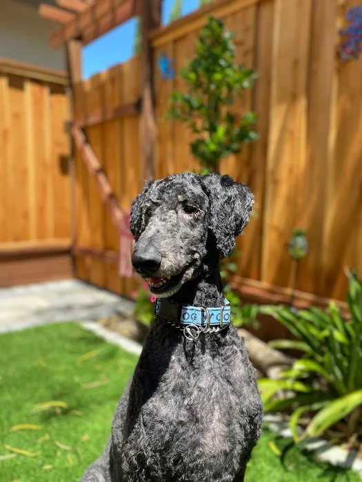 Hello Ralphie Online Veterinarian Picture 7