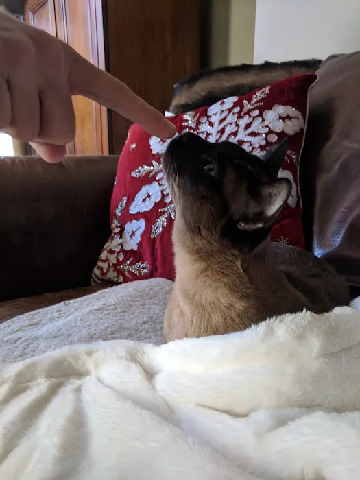 Pawsitive Touch Picture 2