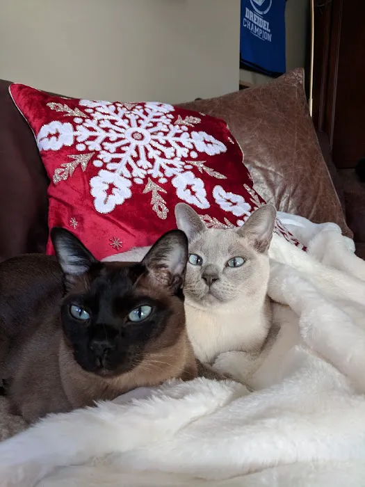 Pawsitive Touch Picture 1