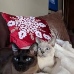 Pawsitive Touch