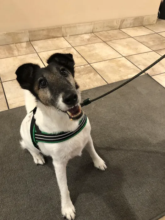 Boston Pet Rehabilitation Picture 1