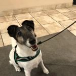 Boston Pet Rehabilitation