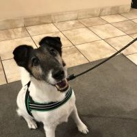 Boston Pet Rehabilitation ico