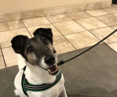 Boston Pet Rehabilitation