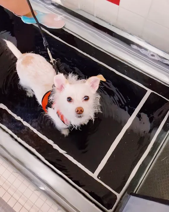 Boston Pet Rehabilitation Picture 6