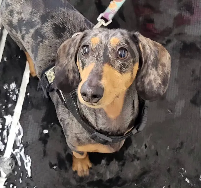 Boston Pet Rehabilitation Picture 7