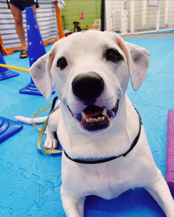 Boston Pet Rehabilitation Picture 4