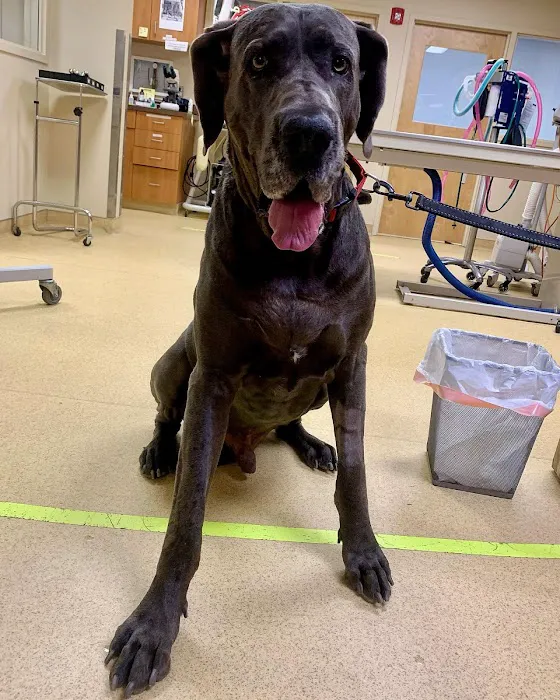 Boston Pet Rehabilitation Picture 2