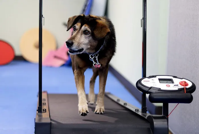 Boston Pet Rehabilitation Picture 8