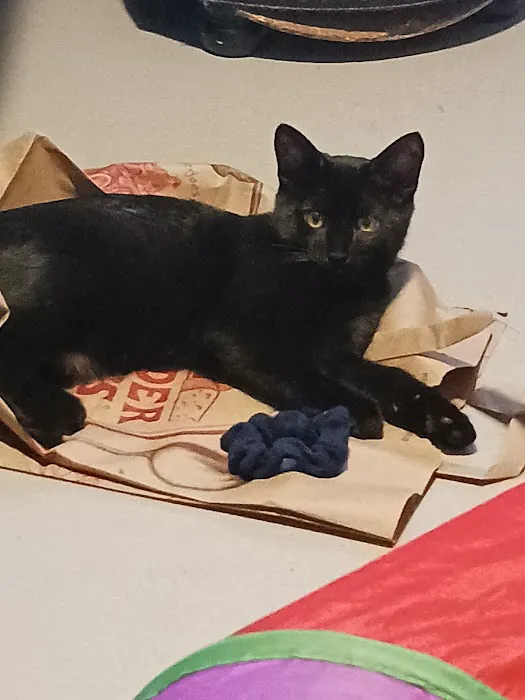 Cambridge Cat Clinic Picture 2