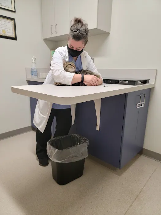 Cambridge Cat Clinic Picture 1