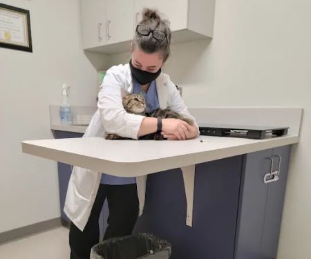 Cambridge Cat Clinic