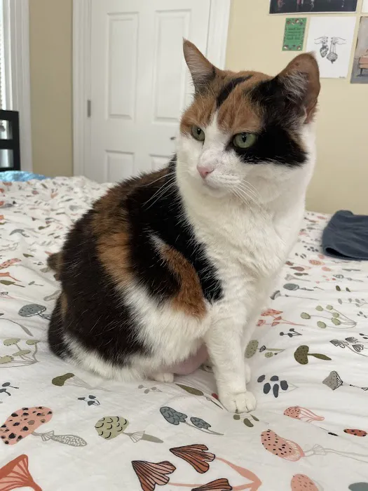 Cambridge Cat Clinic Picture 7