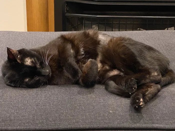 Cambridge Cat Clinic Picture 9