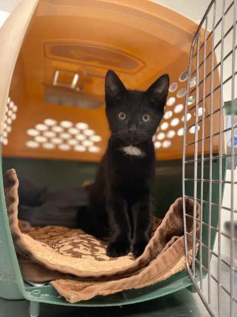 Neponset Pet Center & Animal Hospital Picture 7