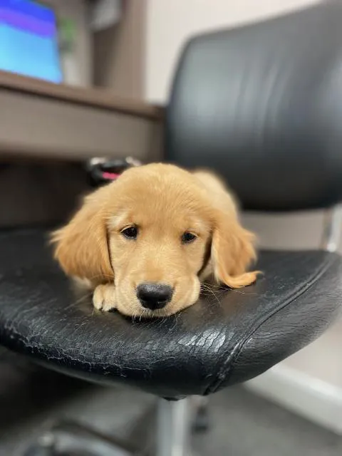 Neponset Pet Center & Animal Hospital Picture 4