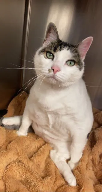 Neponset Pet Center & Animal Hospital Picture 3
