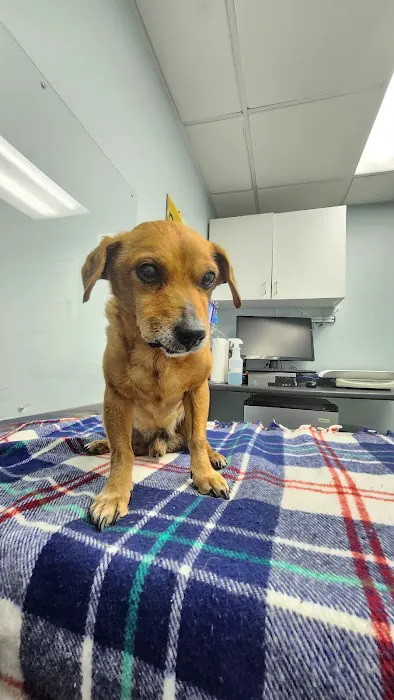 Neponset Pet Center & Animal Hospital Picture 2