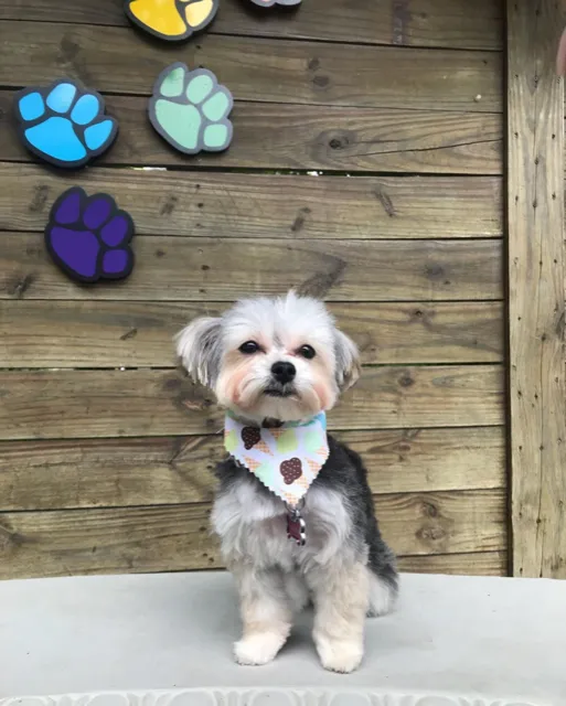 Neponset Pet Center & Animal Hospital Picture 9