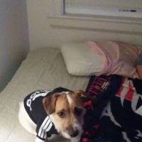 Hancock Animal Hospital ico