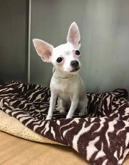 Hancock Animal Hospital Picture 4